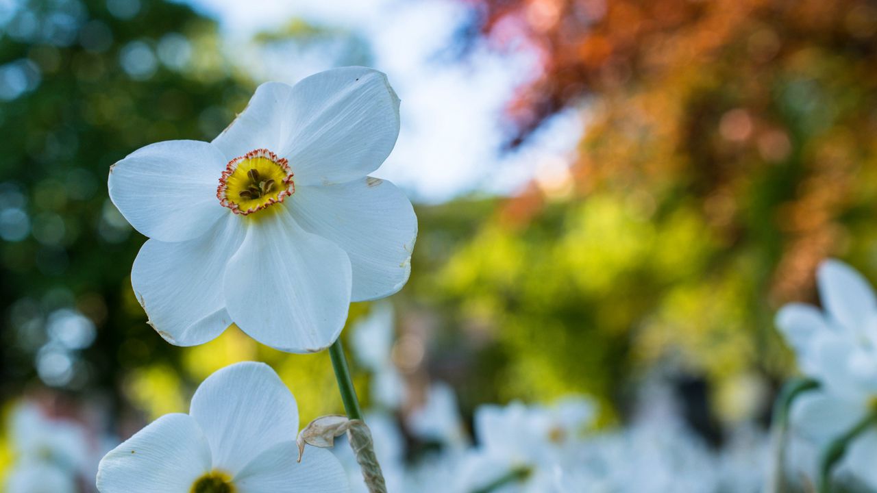 Wallpaper daffodil, flower, white, petals