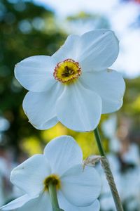 Preview wallpaper daffodil, flower, white, petals