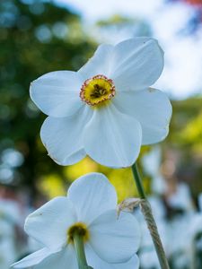Preview wallpaper daffodil, flower, white, petals