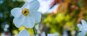 Preview wallpaper daffodil, flower, white, petals