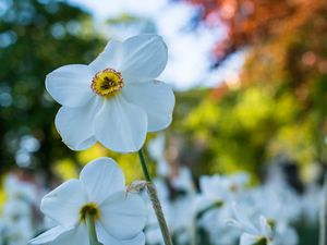 Preview wallpaper daffodil, flower, white, petals