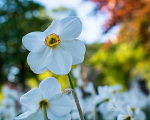 Preview wallpaper daffodil, flower, white, petals