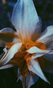 Preview wallpaper daffodil, flower, white, petals, macro