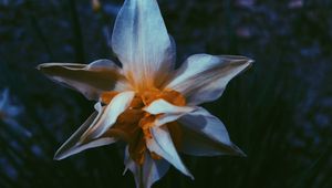 Preview wallpaper daffodil, flower, white, petals, macro