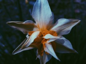 Preview wallpaper daffodil, flower, white, petals, macro