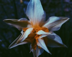 Preview wallpaper daffodil, flower, white, petals, macro