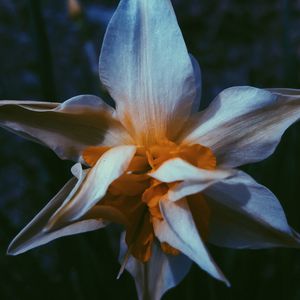 Preview wallpaper daffodil, flower, white, petals, macro