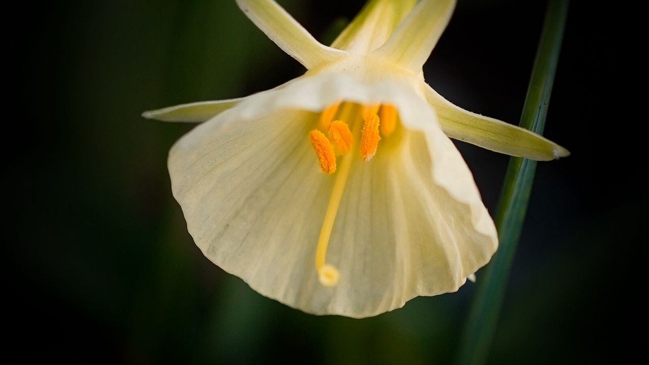 Wallpaper daffodil, flower, white