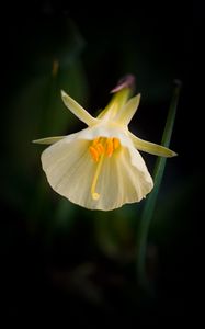 Preview wallpaper daffodil, flower, white