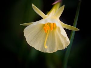 Preview wallpaper daffodil, flower, white