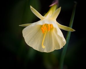 Preview wallpaper daffodil, flower, white