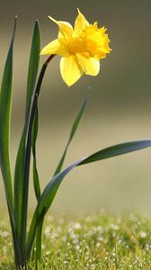 Preview wallpaper daffodil, flower, yellow, stem