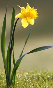 Preview wallpaper daffodil, flower, yellow, stem