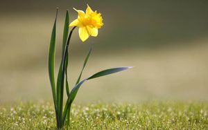 Preview wallpaper daffodil, flower, yellow, stem