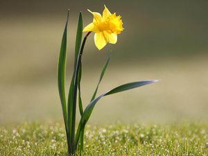 Preview wallpaper daffodil, flower, yellow, stem