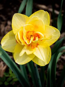 Preview wallpaper daffodil, flower, yellow, spring, bloom
