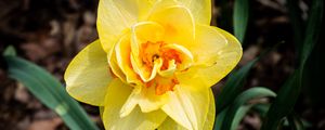 Preview wallpaper daffodil, flower, yellow, spring, bloom
