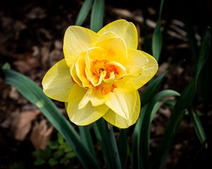 Preview wallpaper daffodil, flower, yellow, spring, bloom