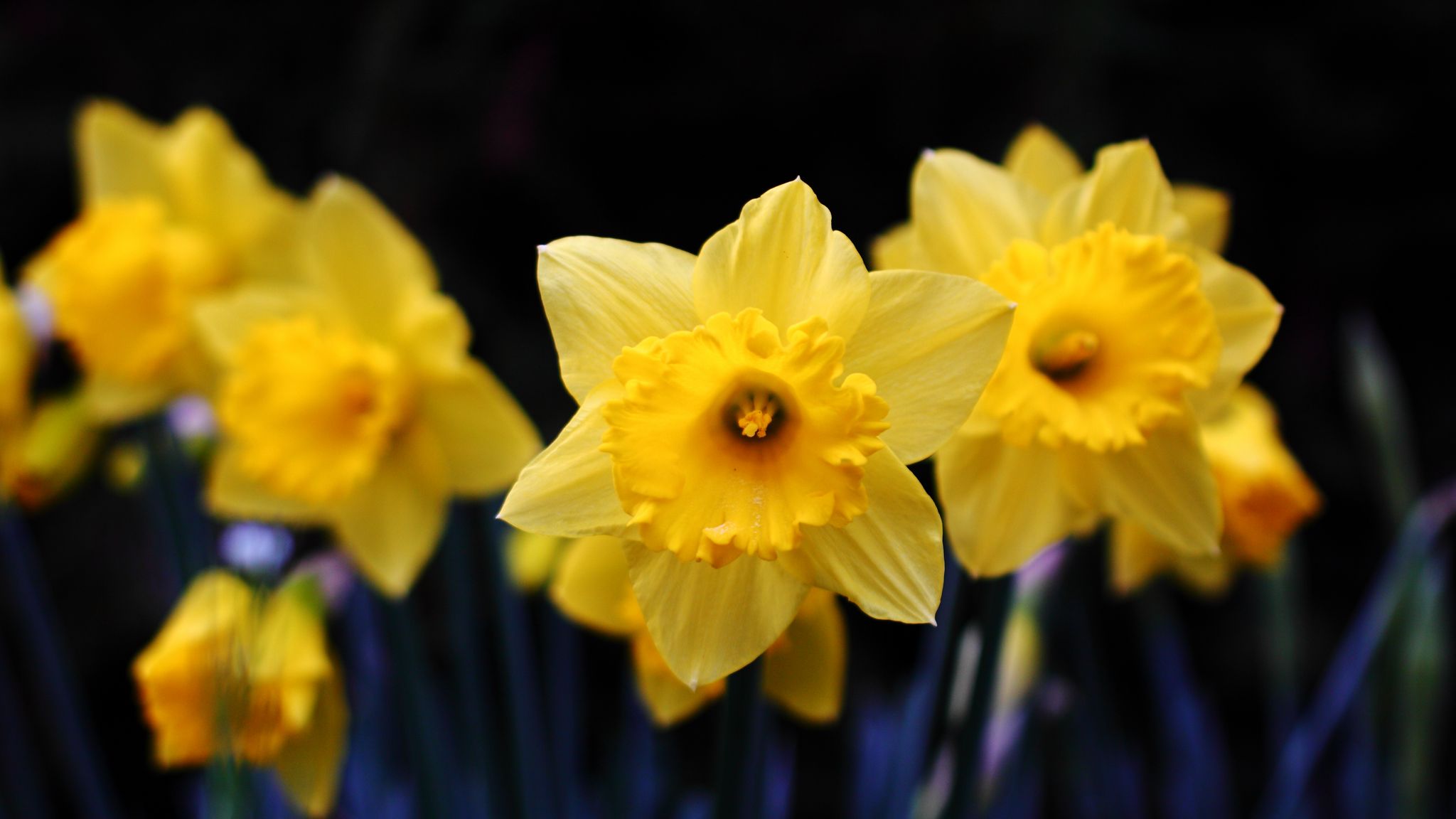 2048x1152 Wallpaper daffodil, flowering, yellow