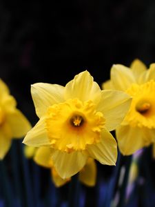Preview wallpaper daffodil, flowering, yellow