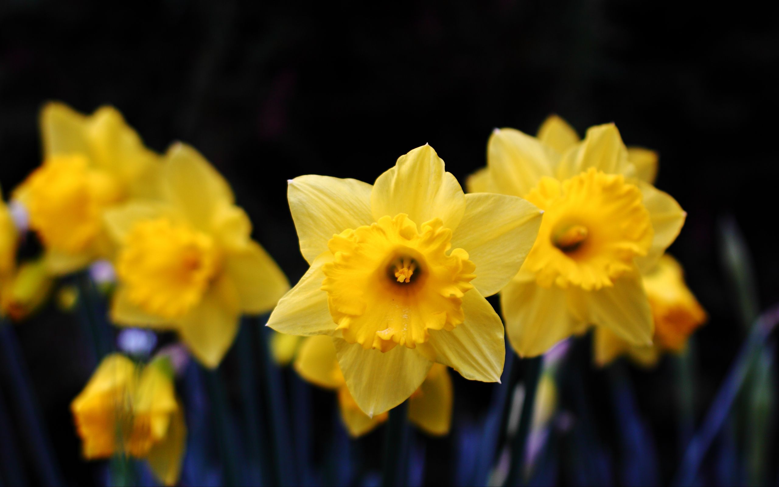 2560x1600 Wallpaper daffodil, flowering, yellow
