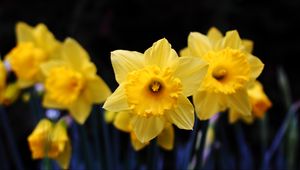 Preview wallpaper daffodil, flowering, yellow