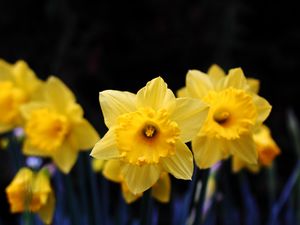 Preview wallpaper daffodil, flowering, yellow