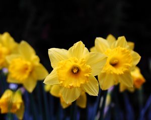 Preview wallpaper daffodil, flowering, yellow