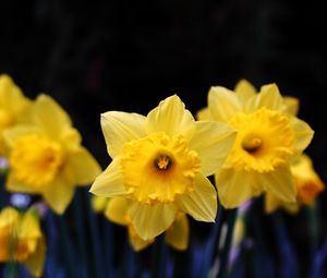 Preview wallpaper daffodil, flowering, yellow