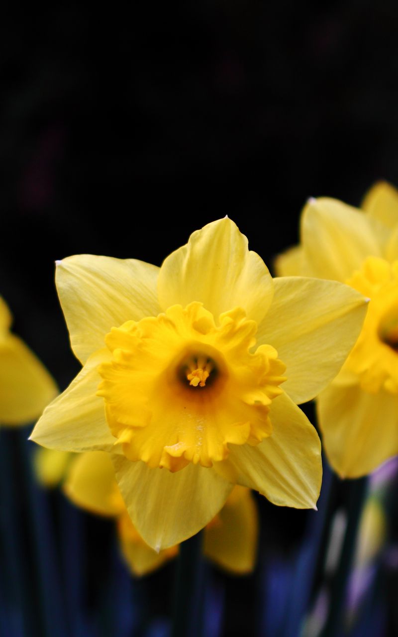 800x1280 Wallpaper daffodil, flowering, yellow