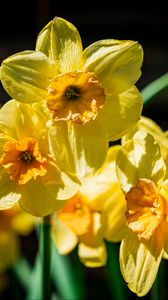 Preview wallpaper daffodil, flowers, petals, yellow