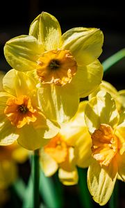 Preview wallpaper daffodil, flowers, petals, yellow