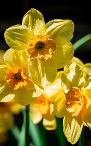 Preview wallpaper daffodil, flowers, petals, yellow
