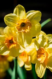 Preview wallpaper daffodil, flowers, petals, yellow
