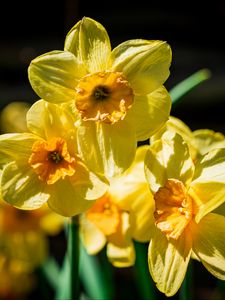 Preview wallpaper daffodil, flowers, petals, yellow
