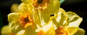 Preview wallpaper daffodil, flowers, petals, yellow