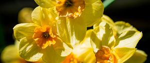 Preview wallpaper daffodil, flowers, petals, yellow