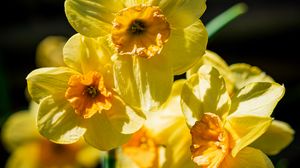 Preview wallpaper daffodil, flowers, petals, yellow