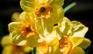 Preview wallpaper daffodil, flowers, petals, yellow