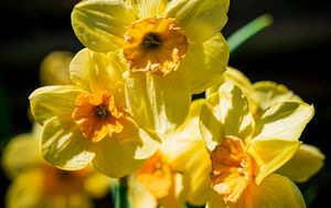 Preview wallpaper daffodil, flowers, petals, yellow