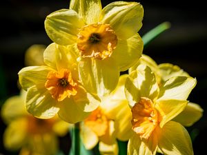 Preview wallpaper daffodil, flowers, petals, yellow