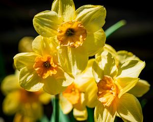 Preview wallpaper daffodil, flowers, petals, yellow