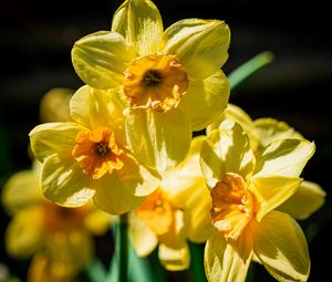 Preview wallpaper daffodil, flowers, petals, yellow