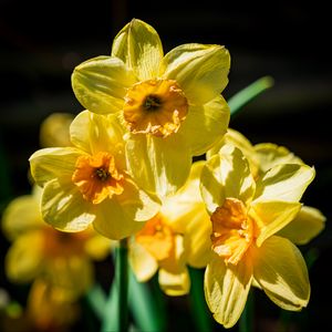 Preview wallpaper daffodil, flowers, petals, yellow