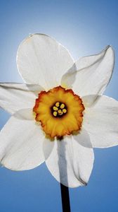 Preview wallpaper daffodil, flowers, sky, close-up