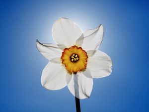 Preview wallpaper daffodil, flowers, sky, close-up