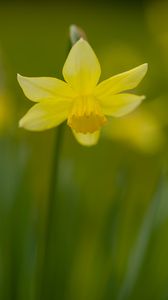 Preview wallpaper daffodil, petals, flower, blur