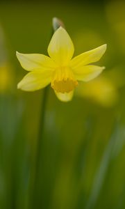 Preview wallpaper daffodil, petals, flower, blur