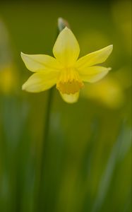 Preview wallpaper daffodil, petals, flower, blur