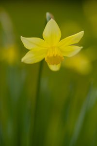 Preview wallpaper daffodil, petals, flower, blur